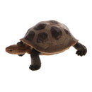Realistic Animal Model Figurine Action Figures Educational Toy Tortoise