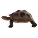 Realistic Animal Model Figurine Action Figures Educational Toy Tortoise