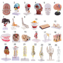 45cm Highly Detailed PVC Human Body Skeleton Model Set for School Lab Educative Tools