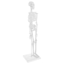 45cm Highly Detailed PVC Human Body Skeleton Model Set for School Lab Educative Tools