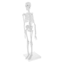 45cm Highly Detailed PVC Human Body Skeleton Model Set for School Lab Educative Tools