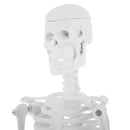 45cm Highly Detailed PVC Human Body Skeleton Model Set for School Lab Educative Tools