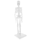 45cm Highly Detailed PVC Human Body Skeleton Model Set for School Lab Educative Tools