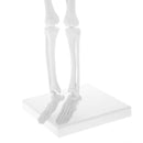 45cm Highly Detailed PVC Human Body Skeleton Model Set for School Lab Educative Tools