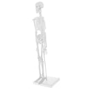 45cm Highly Detailed PVC Human Body Skeleton Model Set for School Lab Educative Tools