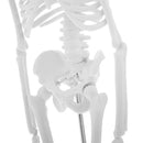 45cm Highly Detailed PVC Human Body Skeleton Model Set for School Lab Educative Tools