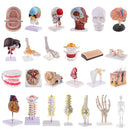 45cm Highly Detailed PVC Human Body Skeleton Model Set for School Lab Educative Tools