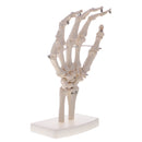 1:1 Life Size Human Hand Joint Skeleton Model on Base for Educational Tool Lab Supplies Lab Ornament