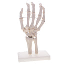 1:1 Life Size Human Hand Joint Skeleton Model on Base for Educational Tool Lab Supplies Lab Ornament