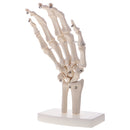 1:1 Life Size Human Hand Joint Skeleton Model on Base for Educational Tool Lab Supplies Lab Ornament