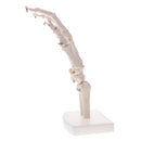 1:1 Life Size Human Hand Joint Skeleton Model on Base for Educational Tool Lab Supplies Lab Ornament