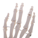 1:1 Life Size Human Hand Joint Skeleton Model on Base for Educational Tool Lab Supplies Lab Ornament