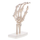 1:1 Life Size Human Hand Joint Skeleton Model on Base for Educational Tool Lab Supplies Lab Ornament
