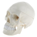 1:1 Life Size Carving Human Head Skull Skeleton Model School Biology Teaching Tool Lab Supplies