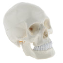 1:1 Life Size Carving Human Head Skull Skeleton Model School Biology Teaching Tool Lab Supplies