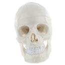 1:1 Life Size Carving Human Head Skull Skeleton Model School Biology Teaching Tool Lab Supplies