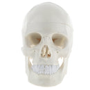 1:1 Life Size Carving Human Head Skull Skeleton Model School Biology Teaching Tool Lab Supplies