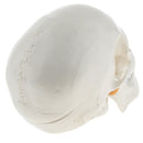 1:1 Life Size Carving Human Head Skull Skeleton Model School Biology Teaching Tool Lab Supplies