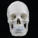 1:1 Life Size Carving Human Head Skull Skeleton Model School Biology Teaching Tool Lab Supplies