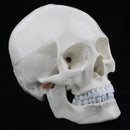 1:1 Life Size Carving Human Head Skull Skeleton Model School Biology Teaching Tool Lab Supplies