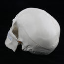 1:1 Life Size Carving Human Head Skull Skeleton Model School Biology Teaching Tool Lab Supplies