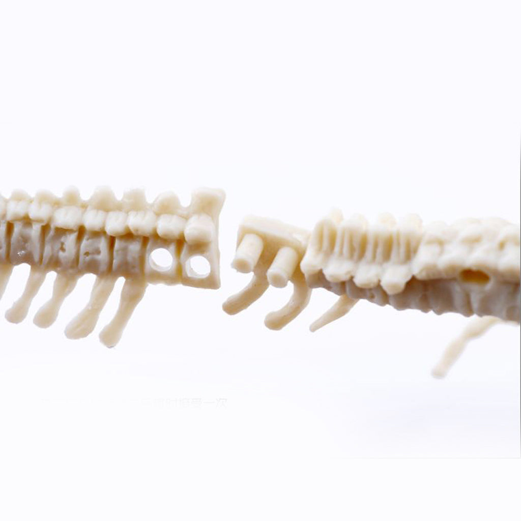 Dinosaur Excavation Kit Dig Your Own Skeleton Science Kit Kids History ...