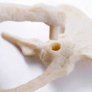 Dinosaur Excavation Kit Dig Your Own Skeleton Science Kit Kids History Toys Triceratops Simple