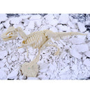Dinosaur Excavation Kit Dig Your Own Skeleton Science Kit Kids History Toys Tyrannosaurus Simple