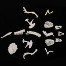 Dinosaur Excavation Kit Dig Your Own Skeleton Science Kit Kids History Toys Tyrannosaurus Simple