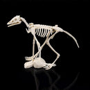 Large Dinosaur Excavation Kit Dig Your Own Skeleton Science Kit Kids History Toys Archaeopteryx