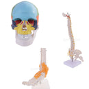 1:1 Safety PVC Colorful 3 Parts Human Skull Anatomical Teaching Art Model Skeleton Cranium Head Halloween Decorations