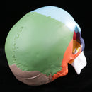 1:1 Safety PVC Colorful 3 Parts Human Skull Anatomical Teaching Art Model Skeleton Cranium Head Halloween Decorations