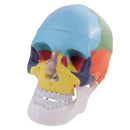 1:1 Safety PVC Colorful 3 Parts Human Skull Anatomical Teaching Art Model Skeleton Cranium Head Halloween Decorations