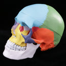 1:1 Safety PVC Colorful 3 Parts Human Skull Anatomical Teaching Art Model Skeleton Cranium Head Halloween Decorations