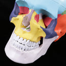 1:1 Safety PVC Colorful 3 Parts Human Skull Anatomical Teaching Art Model Skeleton Cranium Head Halloween Decorations