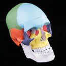 1:1 Safety PVC Colorful 3 Parts Human Skull Anatomical Teaching Art Model Skeleton Cranium Head Halloween Decorations