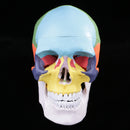 1:1 Safety PVC Colorful 3 Parts Human Skull Anatomical Teaching Art Model Skeleton Cranium Head Halloween Decorations