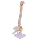 Mini 49cm Tall Anatomical Human Vertebral Column with Pelvis & Femur Spine Model Skeleton Collectibles