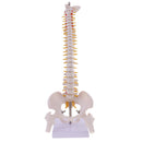 Mini 49cm Tall Anatomical Human Vertebral Column with Pelvis & Femur Spine Model Skeleton Collectibles