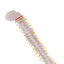 Mini 49cm Tall Anatomical Human Vertebral Column with Pelvis & Femur Spine Model Skeleton Collectibles