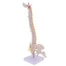 Mini 49cm Tall Anatomical Human Vertebral Column with Pelvis & Femur Spine Model Skeleton Collectibles