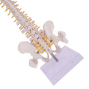 Mini 49cm Tall Anatomical Human Vertebral Column with Pelvis & Femur Spine Model Skeleton Collectibles