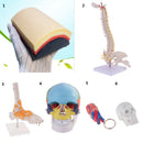 Mini 49cm Tall Anatomical Human Vertebral Column with Pelvis & Femur Spine Model Skeleton Collectibles