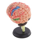 4D Disassembled Anatomical Plastic Human Brain Model Science Biology Teaching Learning Tool