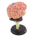 4D Disassembled Anatomical Plastic Human Brain Model Science Biology Teaching Learning Tool