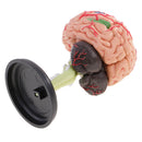 4D Disassembled Anatomical Plastic Human Brain Model Science Biology Teaching Learning Tool