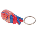 Miniature Colorful High Details Human Heart Model Keychain School Learning Kids Toy Halloween Party Decoration