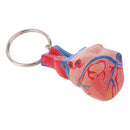 Miniature Colorful High Details Human Heart Model Keychain School Learning Kids Toy Halloween Party Decoration