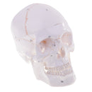 1:1 Life Size Human Head Skull Skeleton Model Educational Study Aid Lab Ornament Learning Resources