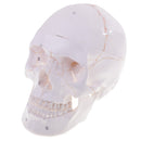 1:1 Life Size Human Head Skull Skeleton Model Educational Study Aid Lab Ornament Learning Resources